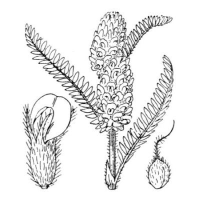 Astragalus alopecurus Pall. 