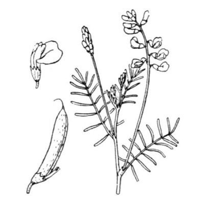 Astragalus austriacus Jacq. 
