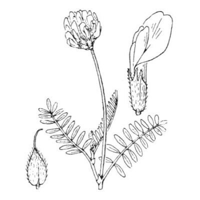 Astragalus danicus Retz. 