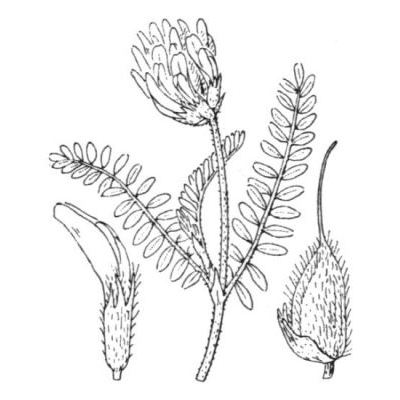 Astragalus hypoglottis L. subsp. hypoglottis 