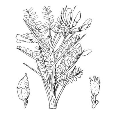 Astragalus tragacantha L. 