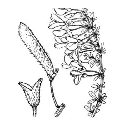 Cytisus decumbens (Durande) Spach 