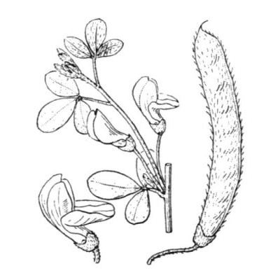 Cytisus villosus Pourr. 