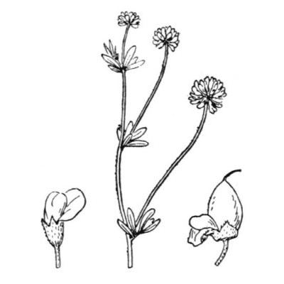 Dorycnium pentaphyllum subsp. herbaceum (Vill.) Bonnier & Layens 