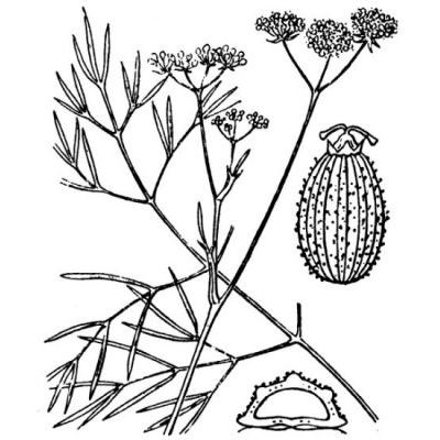 Seseli longifolium L. subsp. longifolium 