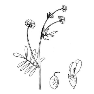 Dorycnopsis gerardi (L.) Boiss. 