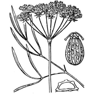 Seseli montanum L. subsp. montanum 