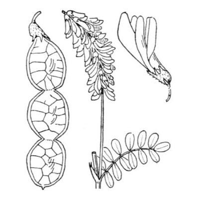 Hedysarum brigantiacum Bournérias, Chas & Kerguélen 