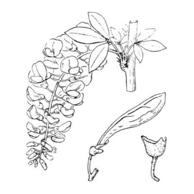 Laburnum anagyroides Medik. subsp. anagyroides 