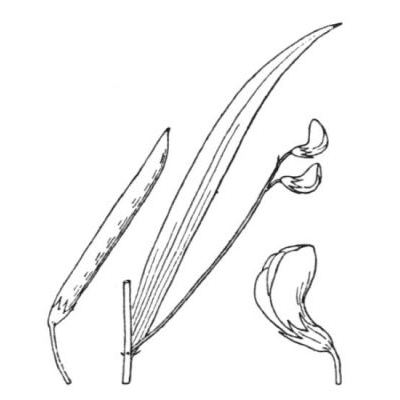 Lathyrus nissolia L. 