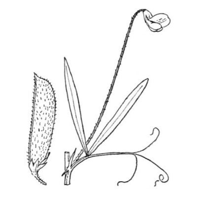 Lathyrus hirsutus L. 