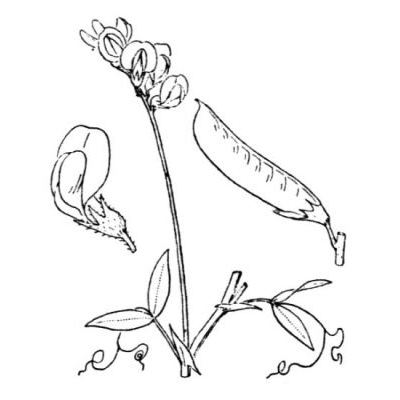 Lathyrus pratensis L. 