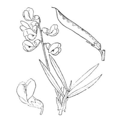 Lathyrus pannonicus subsp. asphodeloides (Gouan) Bässler 