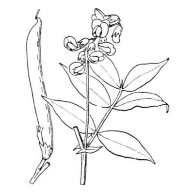 Lathyrus vernus (L.) Bernh. 