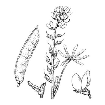 Lupinus angustifolius subsp. reticulatus (Desv.) Arcang. 