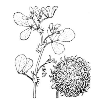 Medicago intertexta subsp. ciliaris (L.) Ponert 
