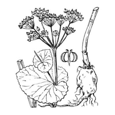 Smyrnium perfoliatum L. 
