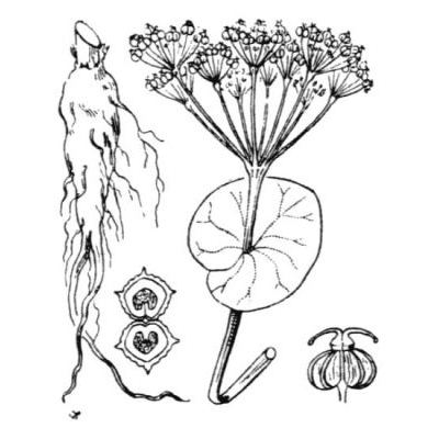 Smyrnium perfoliatum subsp. rotundifolium (Mill.) Bonnier & Layens 