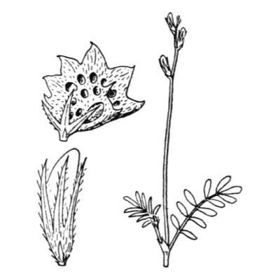 Onobrychis aequidentata (Sm.) d'Urv. 
