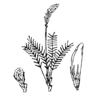 Onobrychis saxatilis (L.) Lam. 