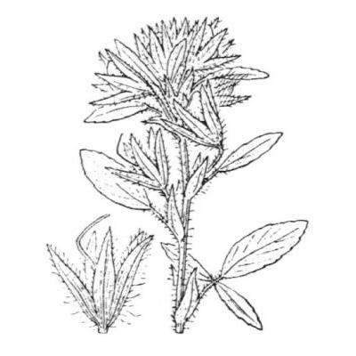 Ononis pubescens L. 