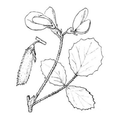 Ononis rotundifolia L. 