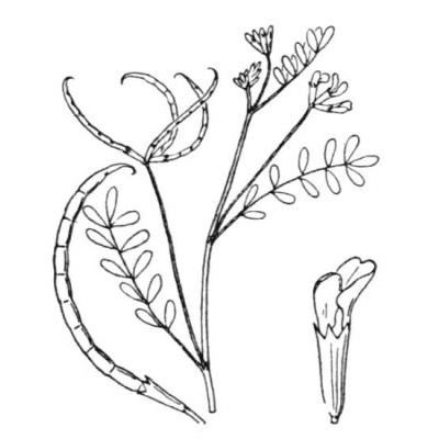 Ornithopus pinnatus (Mill.) Druce 