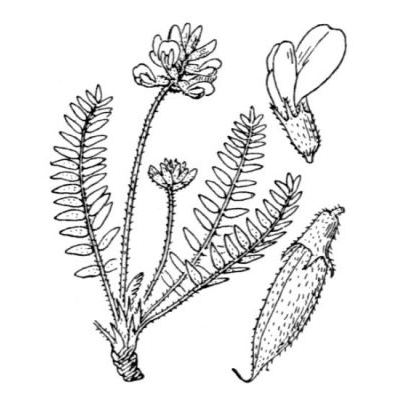 Oxytropis helvetica Scheele 