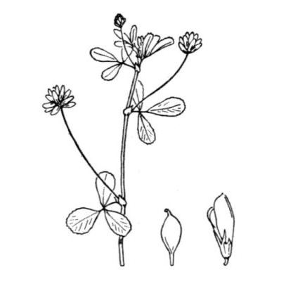Trifolium dubium Sibth. 