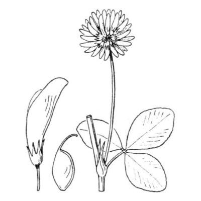 Trifolium hybridum L. subsp. hybridum 