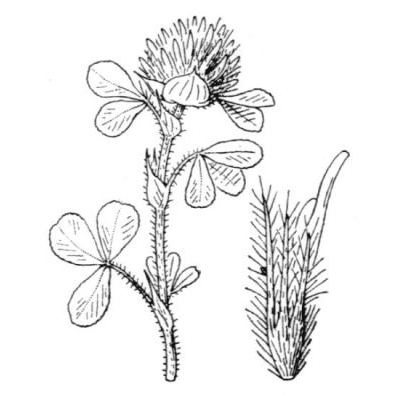 Trifolium hirtum All. 