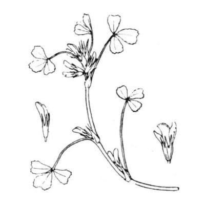 Trifolium ornithopodioides L. 