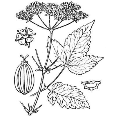 Trochiscanthes nodiflora (All.) W.D.J.Koch 