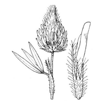 Trifolium purpureum Loisel. 