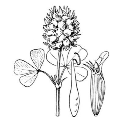 Trifolium spumosum L. 