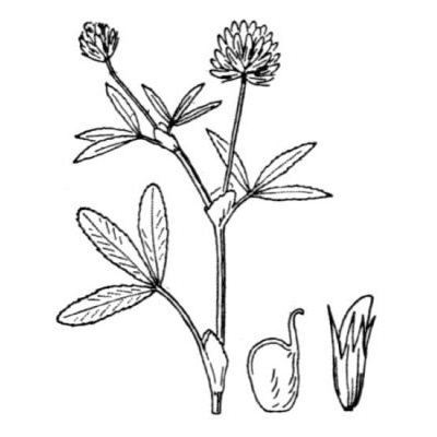 Trifolium strictum L. 