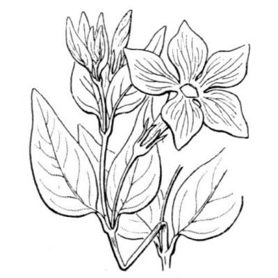 Vinca difformis Pourr. subsp. difformis 