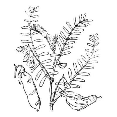 Vicia ervilia (L.) Willd. 