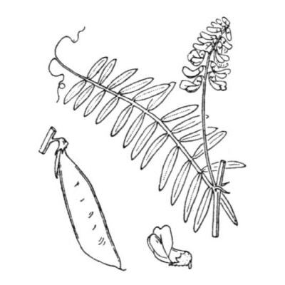 Vicia cracca subsp. incana (Gouan) Rouy 
