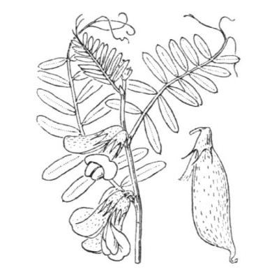 Vicia pannonica subsp. striata (M. Bieb.) Nyman 