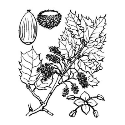 Quercus coccifera L. 