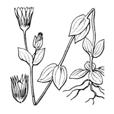Blackstonia acuminata (W. D. J. Koch & Ziz) Domin subsp. acuminata 