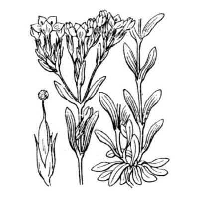 Centaurium littorale (Turner) Gilmour subsp. littorale 