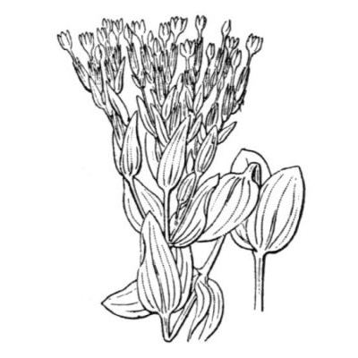 Centaurium tenuiflorum subsp. acutiflorum (Schott) Zeltner 