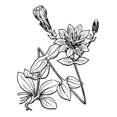 Blackstonia perfoliata subsp. grandiflora (Viv.) Maire 