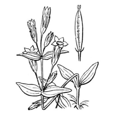 Gentianella amarella (L.) Borner 
