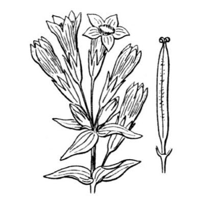 Gentianella germanica (Willd.) Borner 