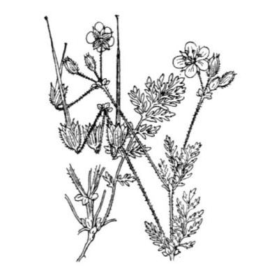 Erodium cicutarium (L.) L'Hér. 