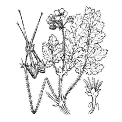 Erodium moschatum (L.) L'Hér. 