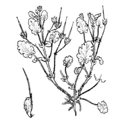 Erodium maritimum (L.) L'Hér. 